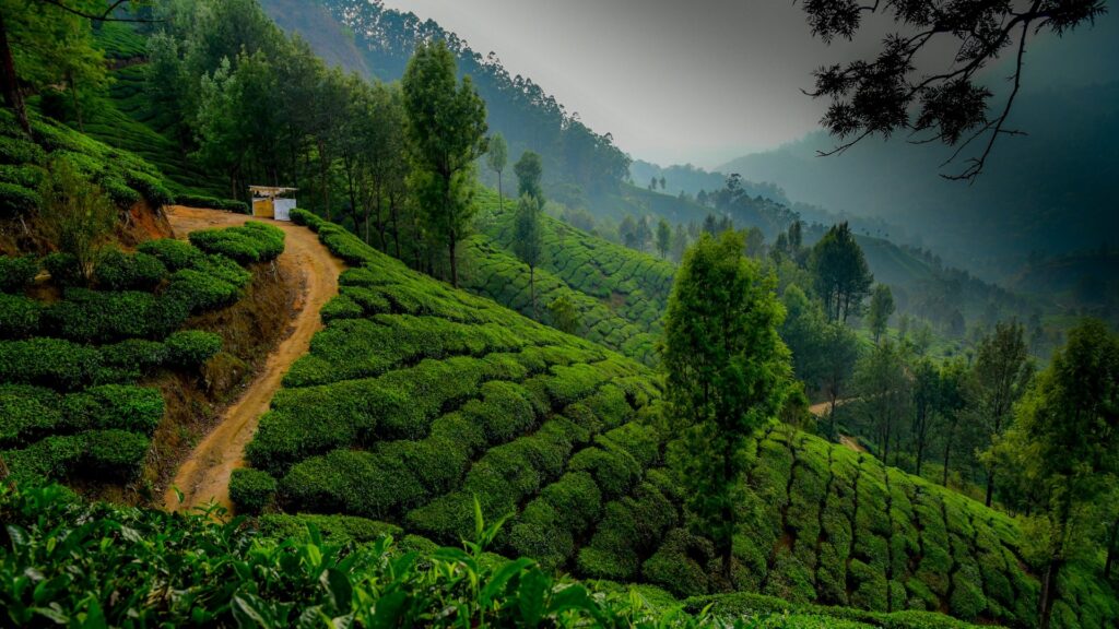 Munnar